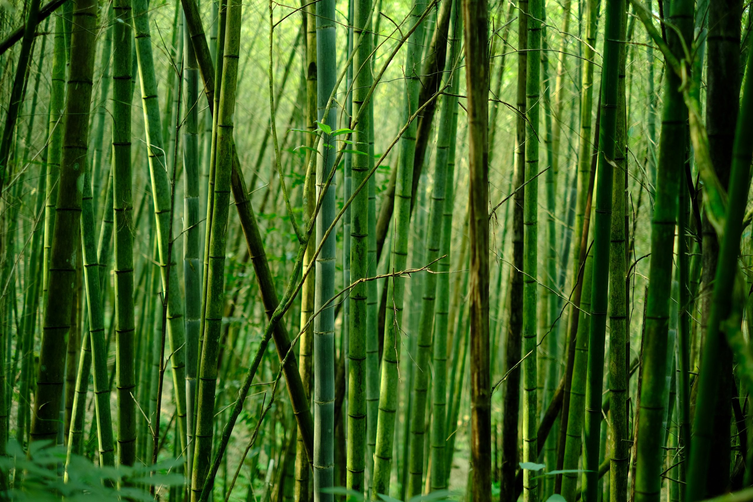 Bamboo Farming and Bio-Ethanol/Charcoal Manufacturing